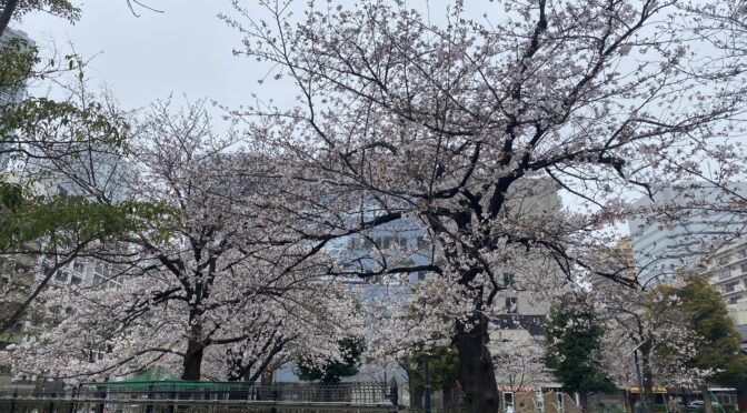 桜咲く！！今週の土日は「一緒に桜を見よう！の会」やります！